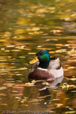 Mallard amongst leaves-1387