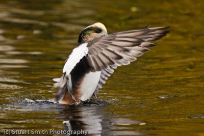 Wigeon exercises it's wings -1268