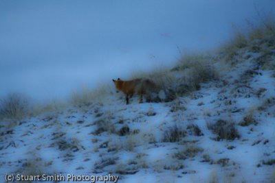 Red Fox at Twilight-2614