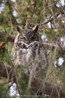 Great Horned Owl-2572