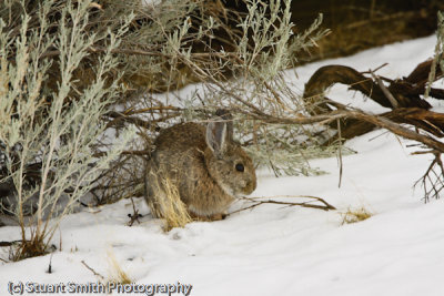 Cottontail Rabbit-2771