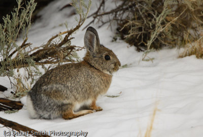 Cottontail Rabbit-2776