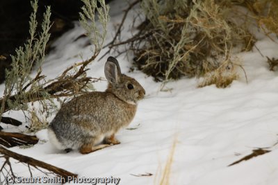 Cottontail Rabbit-2778