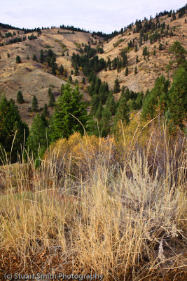 Color in the mtns near Bogus Basin-9677