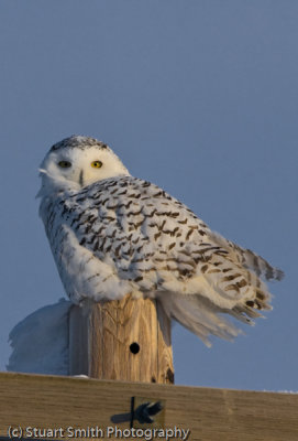 Snowy Owl 1844