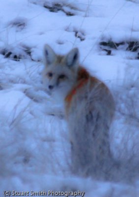 Red Fox at night-2593.jpg