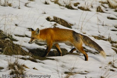 Red Fox (male) -3028