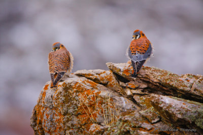 Kestrel pair 01022011-4055