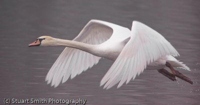 Mute Swan III-4665