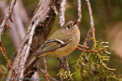 Kinglet-5561