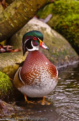 Wood Duck Drake standing at waters edge-5315