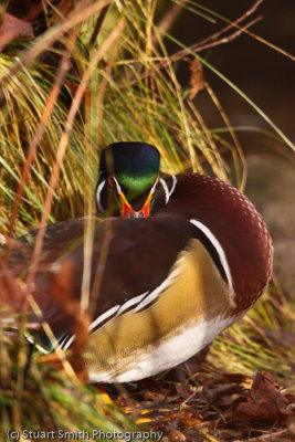 Wood Duck Drake sleeping III-5449