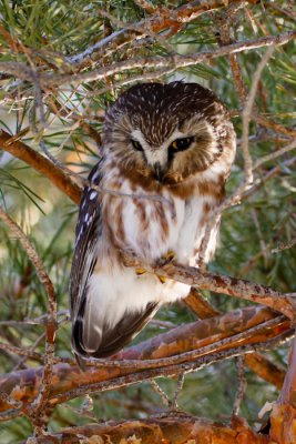 Northern Saw-whet Owl-7313