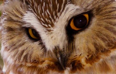 The Eyes of a Saw-whet Owl-7284
