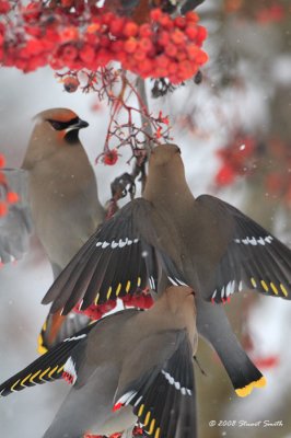 Boh Waxwing flashy colors 3333
