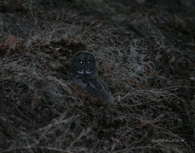Night shot of Great Gray Owl after rodent 3874