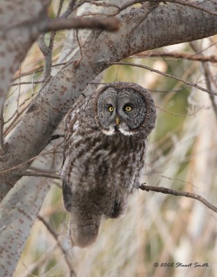 Great Gray Owl with eyes focused  3854