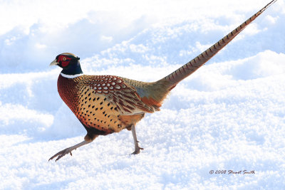 Pheasant in the Snow 4008