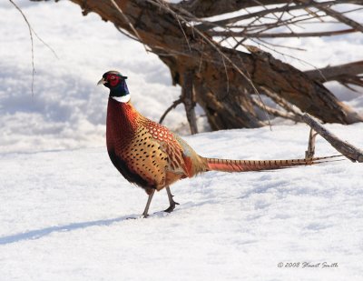 4013 Rooster Ringneck Pheasant in Snow