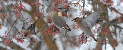 Panoramic of Bohemian Waxwings 3477