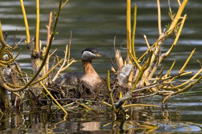 Red-necked Grebe-3951 on nest
