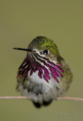 Calliope Hummingbird Male-4666