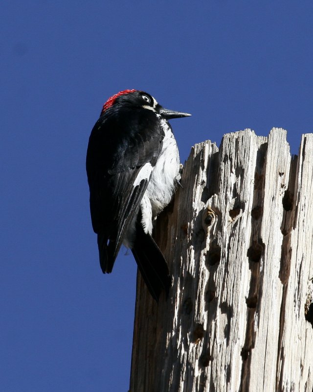 Acorn_Woodpecker_2.jpg