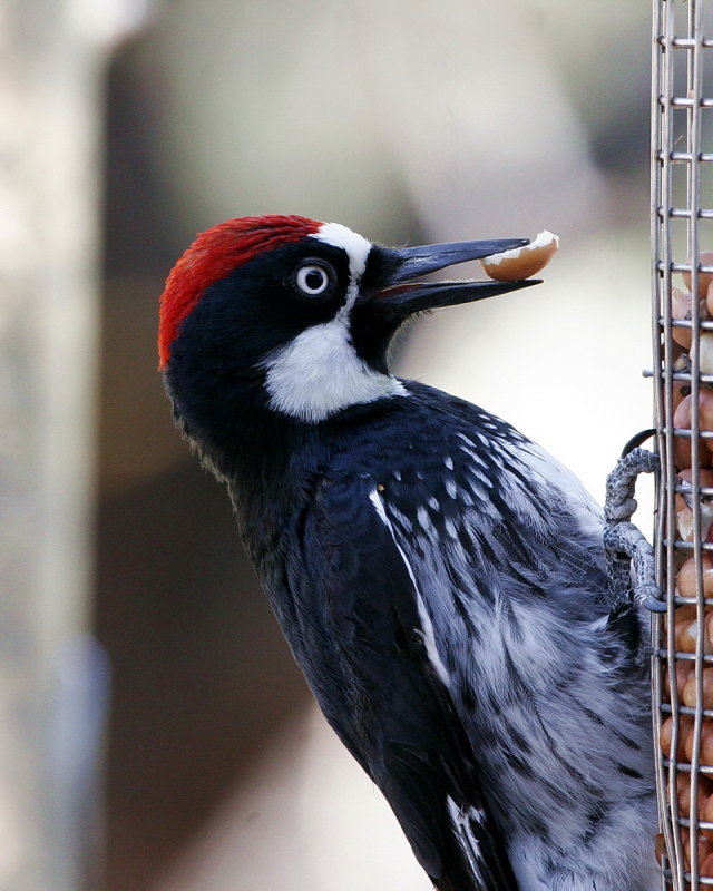 Acorn_Woodpecker_4.jpg