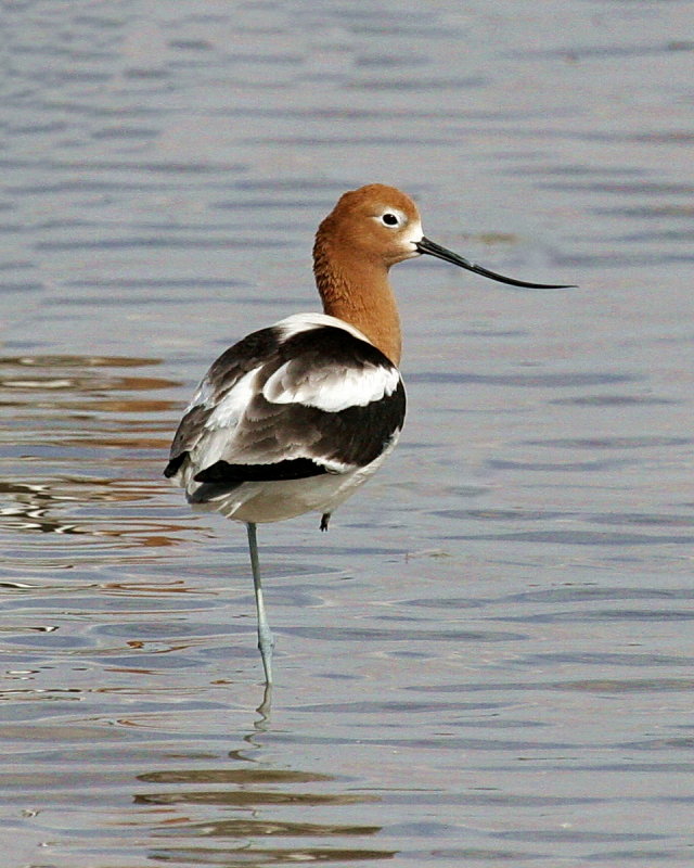 American_Avocet_1.jpg