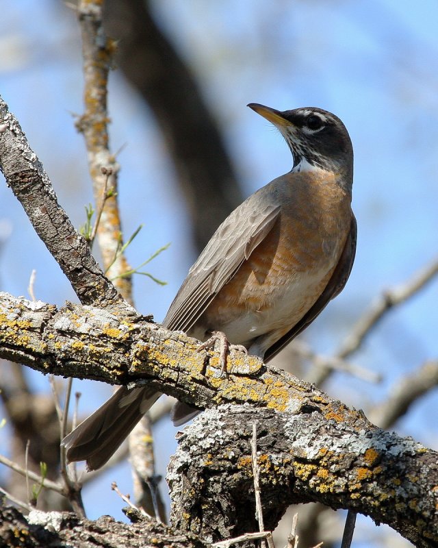 American_Robin_2.jpg