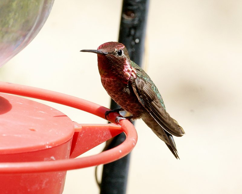 Anna-s_Hummingbird_1.jpg