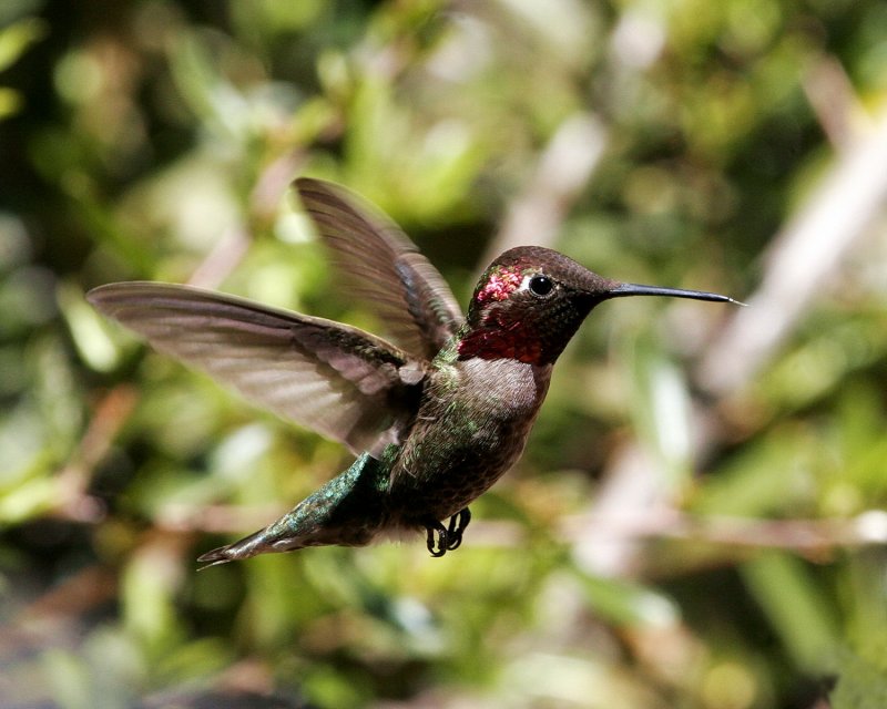 Anna-s_Hummingbird_2.jpg