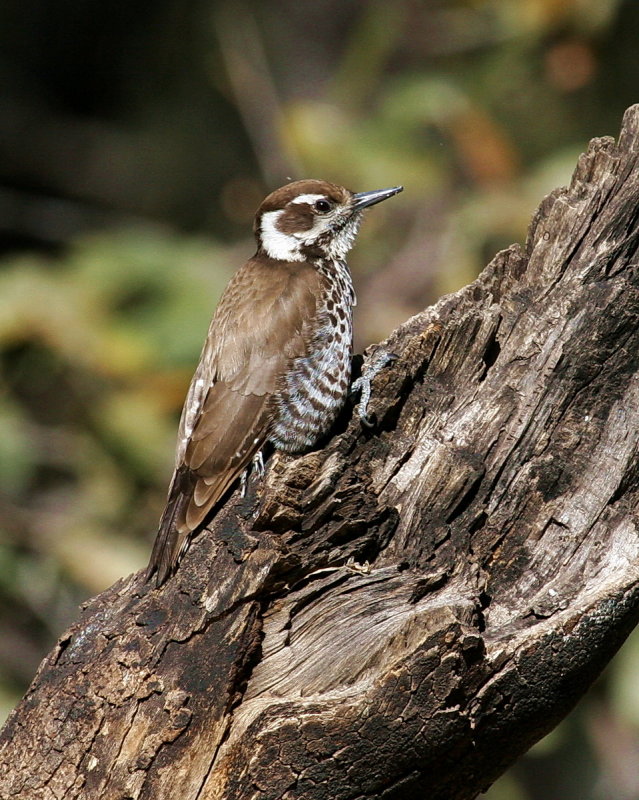 Arizona_Woodpecker_1.jpg