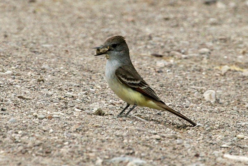 Ash-Throated_Flycatcher_1.jpg