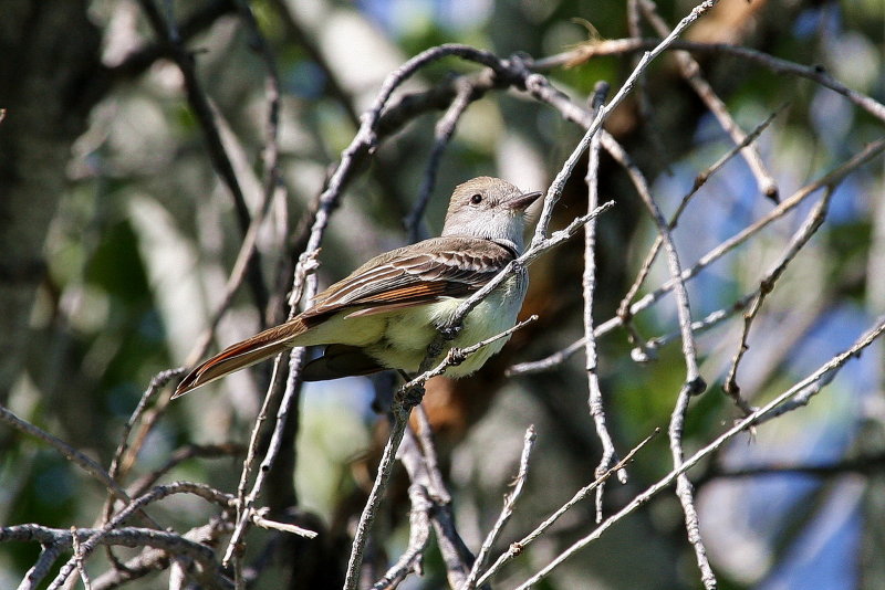 Ash-Throated_Flycatcher_2.jpg