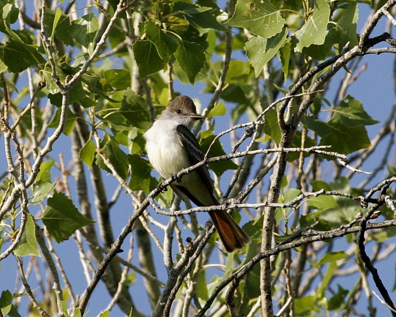 Ash-Throated_Flycatcher_3.jpg
