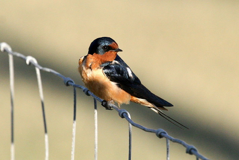 Barn_Swallow_1.jpg