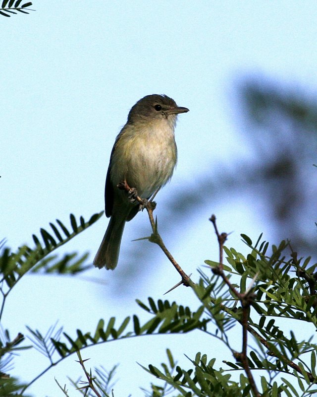 Bell-s_Vireo_1.jpg
