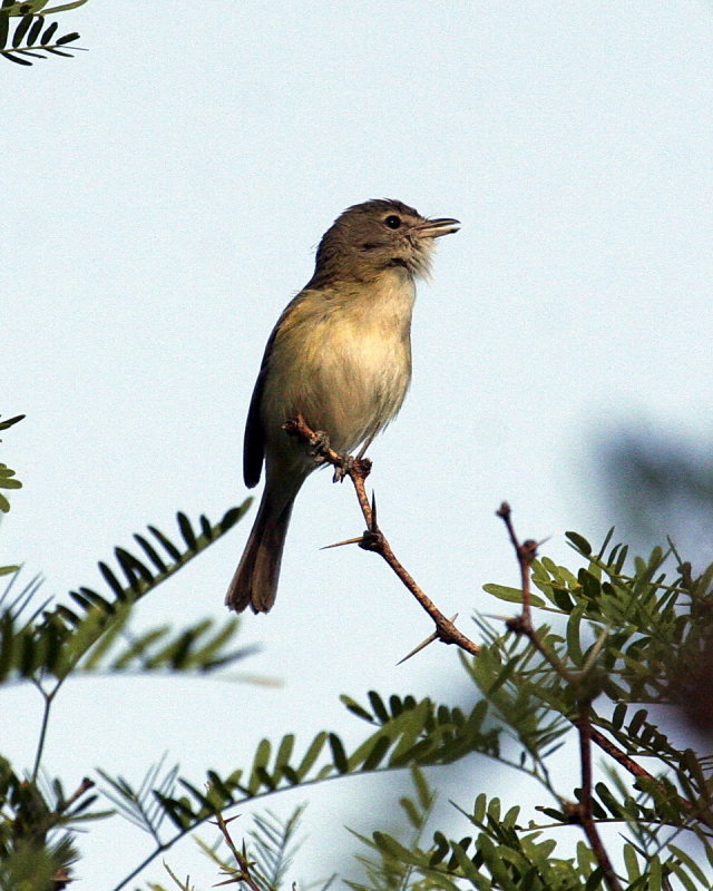 Bell-s_Vireo_2.jpg