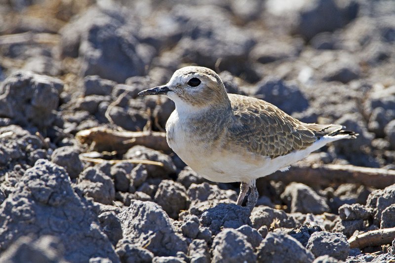 Mountain_Plover-130847-a.jpg