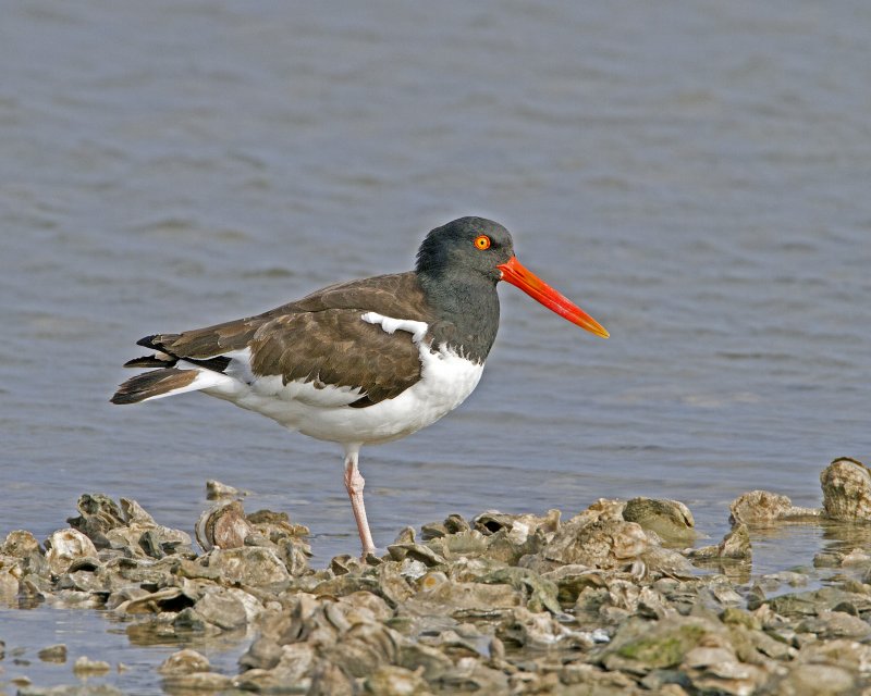 American_Oystercatcher-110103-093938-b.jpg