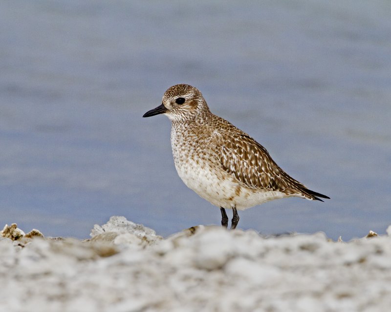 Black-Bellied_Plover-110103-094628-a.jpg