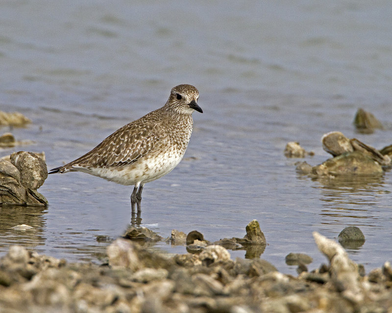 Black-Bellied_Plover-110103-095020.jpg