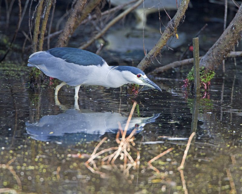 Black-Crowned_Night-Heron-110105-154524-a.jpg