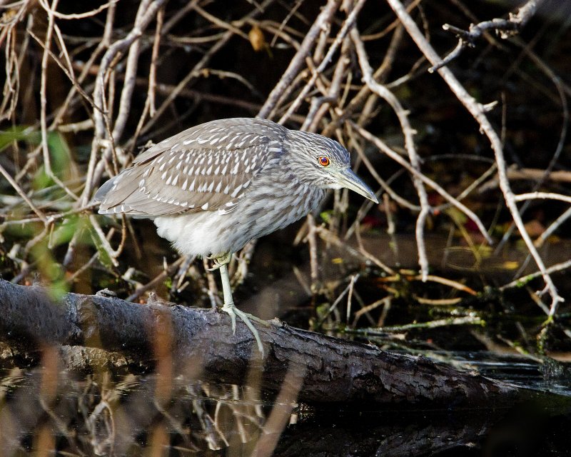 Black-Crowned_Night-Heron-110105-162710.jpg