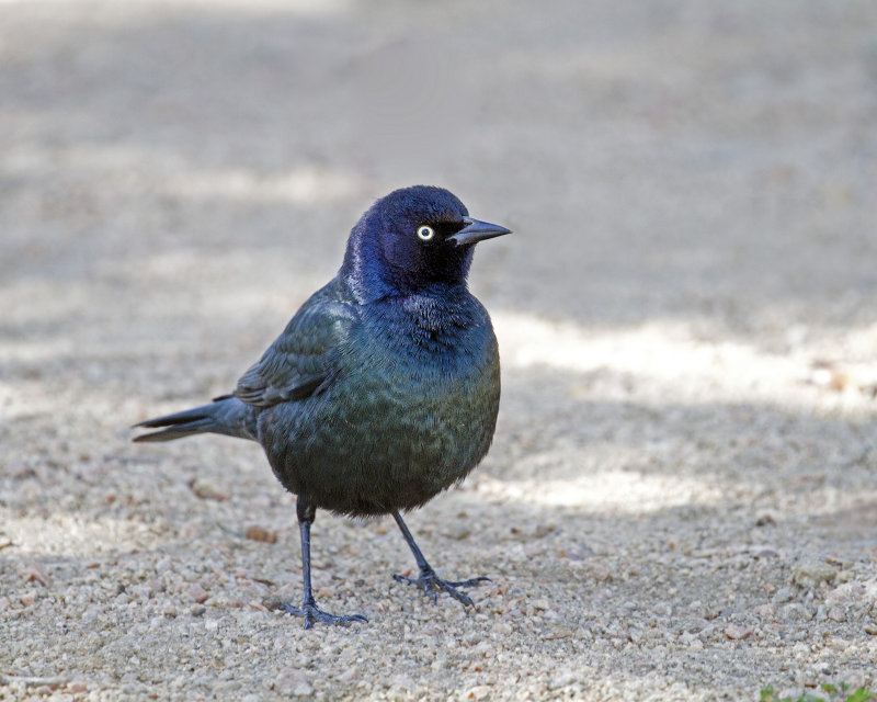Brewers_Blackbird-110102-120811.jpg