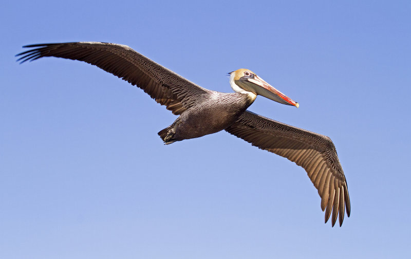 Brown_Pelican-110106--085857-c.jpg
