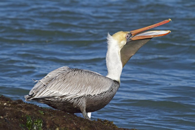 Brown_Pelican-110106--092102-a.jpg
