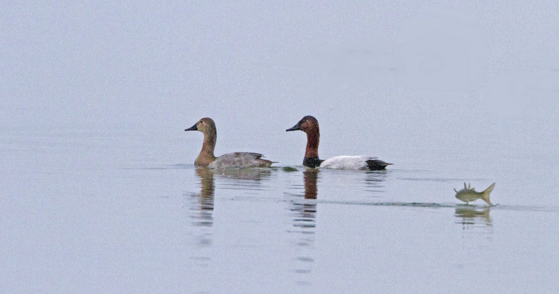 Canvasback-110105-082958.jpg