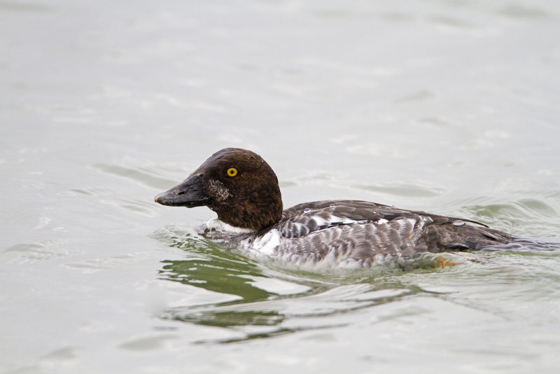 Common_Goldeneye-110105-093810.jpg
